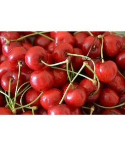 Sauerkirsche 'Morellenfeuer' 7 Sauerkirsche 'Morellenfeuer' -Gartenpflanzen Verkauf 7714728 WE MO 001 SauerkirscheMorellenfeuerPixabay