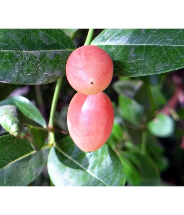 Natalpflaume 1 Natalpflaume