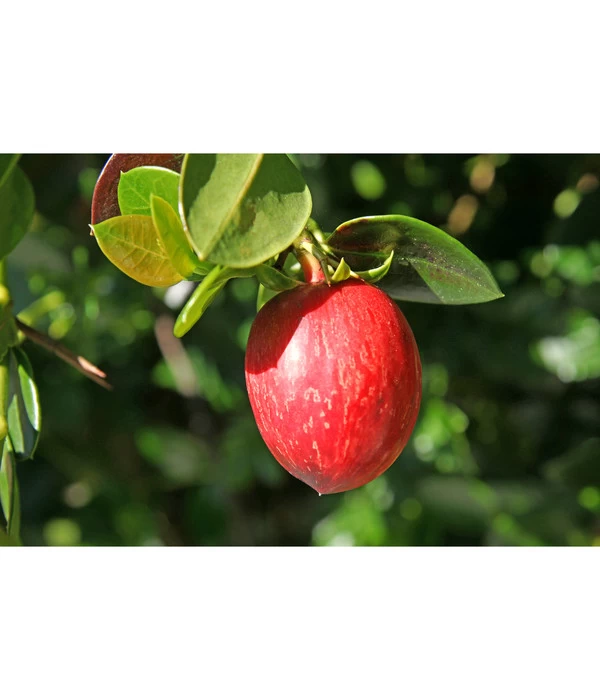 Natalpflaume 3 Natalpflaume – Bild 3