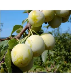 Zwetschgen-Duo 'Nancy/Schönberger' 7 Zwetschgen-Duo 'Nancy/Schönberger' -Gartenpflanzen Verkauf 7719230 BildFS 001 ZwetscheNancyMirabelleNancyMirabelleBu