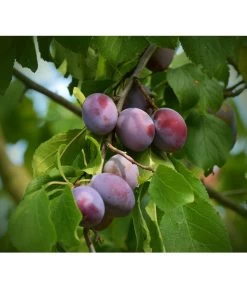 Zwetschgen-Duo 'Nancy/Schönberger' 6 Zwetschgen-Duo 'Nancy/Schönberger' -Gartenpflanzen Verkauf 7719321 WE DE 001 ZwetschgenDuoNanySchoenebergerPixabay