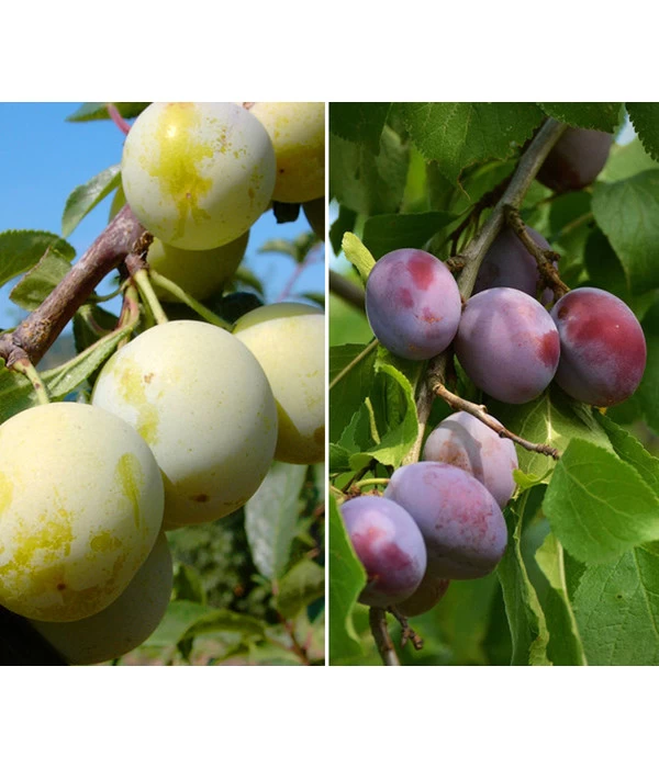 Zwetschgen-Duo 'Nancy/Schönberger' 1 Zwetschgen-Duo 'Nancy/Schönberger'