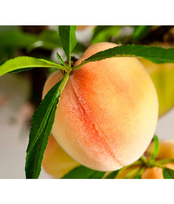 Zwergpfirsich 'Bonanza' 2 Zwergpfirsich 'Bonanza' – Bild 2