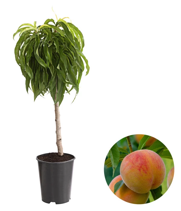 Zwergpfirsich 'Bonanza' 1 Zwergpfirsich 'Bonanza'