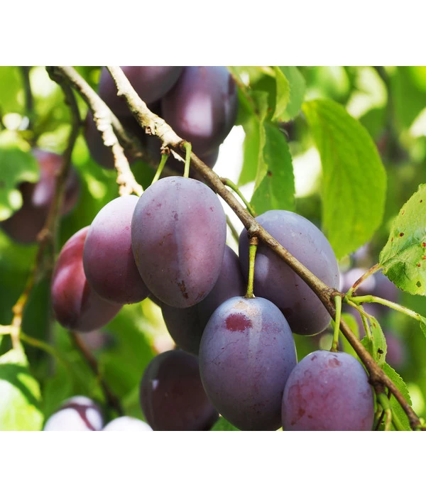 Zwergpflaume 'Hanna' 2 Zwergpflaume 'Hanna' – Bild 2