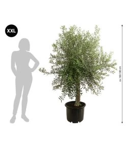 XXL Olivenbaum, Ca. 160-180 Cm 6 XXL Olivenbaum, Ca. 160-180 Cm -Gartenpflanzen Verkauf 7724693 WE BG 001 XXLOlivenbaum160180