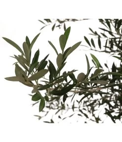 XXL Olivenbaum, Ca. 160-180 Cm 7 XXL Olivenbaum, Ca. 160-180 Cm -Gartenpflanzen Verkauf 7724693 WE DE 003 OleaOliveDehnerExpressHerzig