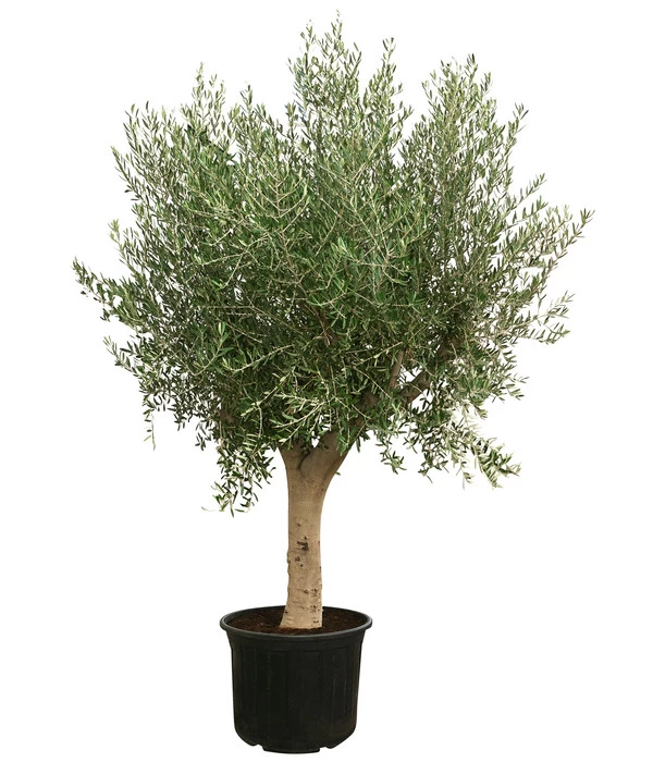 XXL Olivenbaum, Ca. 200-250 Cm 1 XXL Olivenbaum, Ca. 200-250 Cm