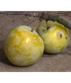 Zwetschgen-Duo 'Hauszwetsche'/'Oullins Reneklode' 7 Zwetschgen-Duo 'Hauszwetsche'/'Oullins Reneklode' -Gartenpflanzen Verkauf 7725518 PR DE 001 PrunusReneklodeOullinsPixabay