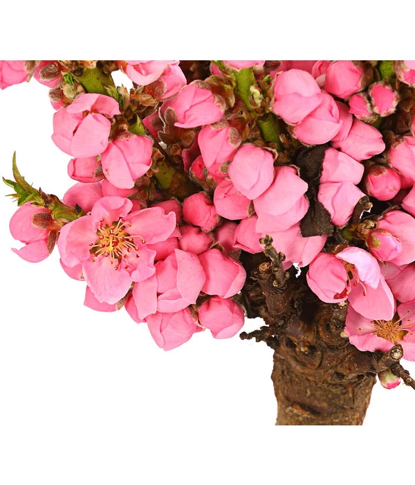 Zwergpfirsich 'Amber Pix Zee' 6 Zwergpfirsich 'Amber Pix Zee' – Bild 6