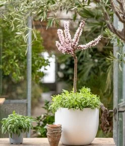 Zwergpfirsich 'Amber Pix Zee' 10 Zwergpfirsich 'Amber Pix Zee' -Gartenpflanzen Verkauf 7728744 WE MO 001 ZwergPfirsich