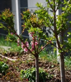 Zwergpfirsich 'Amber Pix Zee' 9 Zwergpfirsich 'Amber Pix Zee' -Gartenpflanzen Verkauf 7728744 WE MO 003 ZwergpfirsichBauer