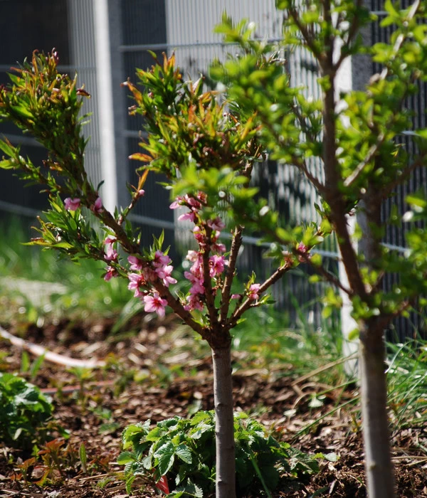 Zwergpfirsich 'Amber Pix Zee' 4 Zwergpfirsich 'Amber Pix Zee' – Bild 4