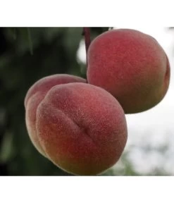 Zwergpfirsich, Rotlaubig 5 Zwergpfirsich, Rotlaubig -Gartenpflanzen Verkauf 7728819 PR DE 001 PrunusPfirsichRubiraPixabayx 1