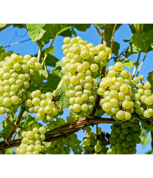 Tafeltraube 'Phönix' 1 Tafeltraube 'Phönix'