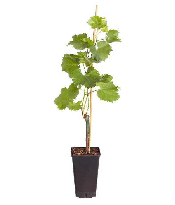 Tafeltraube 'Phönix' 2 Tafeltraube 'Phönix' – Bild 2