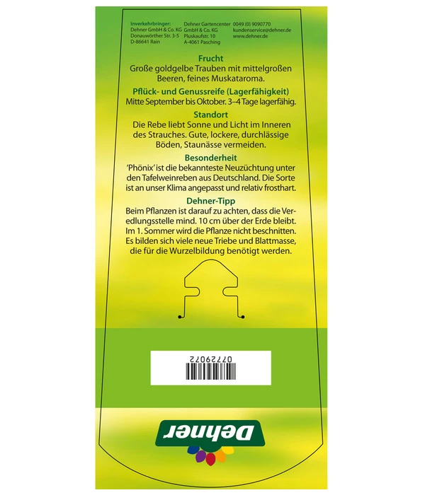 Tafeltraube 'Phönix' 4 Tafeltraube 'Phönix' – Bild 4