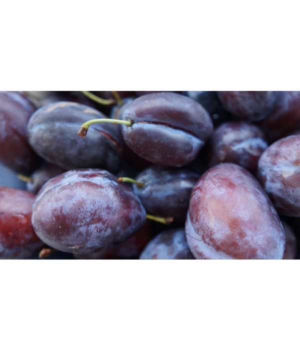 Zwetschge 'Presenta' 2 Zwetschge 'Presenta' – Bild 2