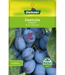 Zwetschge 'Presenta' 6 Zwetschge 'Presenta' -Gartenpflanzen Verkauf 7729460 ZwetschePresenta Etikett 1