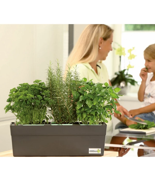 GREENBAR® Naschtomate 2 GREENBAR® Naschtomate – Bild 2