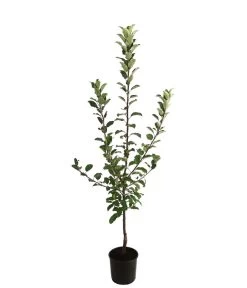 Allergikerapfel 'Santana' 5 Allergikerapfel 'Santana' -Gartenpflanzen Verkauf 7750631 WE FS 001 ApfelbaumMalusApfelSantanaAllergikerapfel