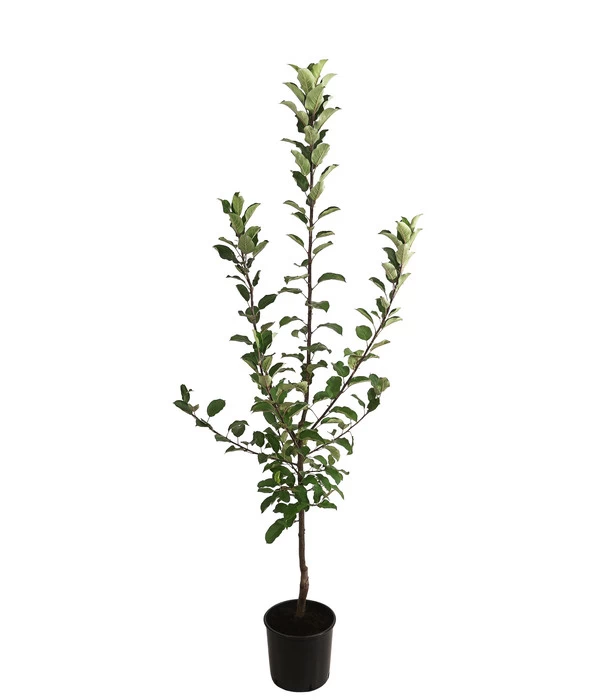 Allergikerapfel 'Santana' 3 Allergikerapfel 'Santana' – Bild 3