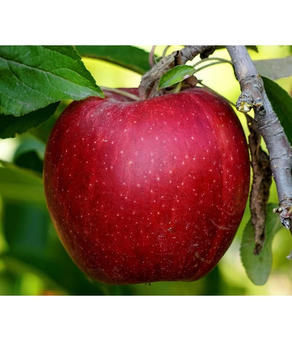 Säulenapfel 'Redcats' 2 Säulenapfel 'Redcats' – Bild 2