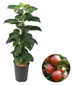 Säulenapfel 'Starcats'