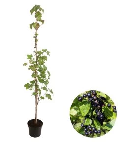 Schwarze Säulenjohannisbeere