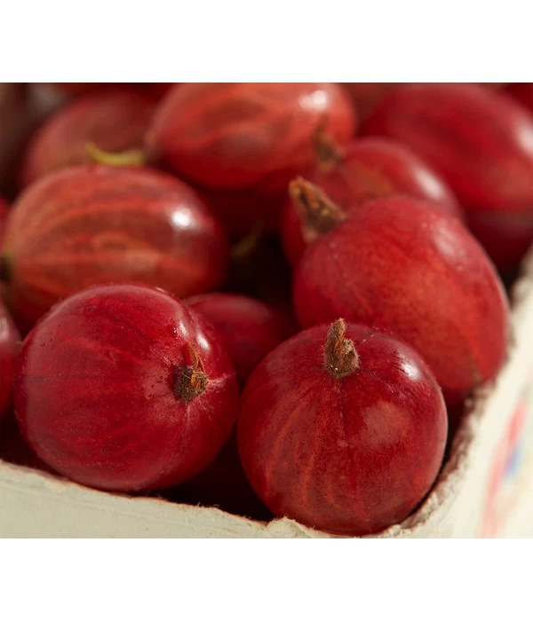 Säulen-Stachelbeere 'Spinefree' 1 Säulen-Stachelbeere 'Spinefree'