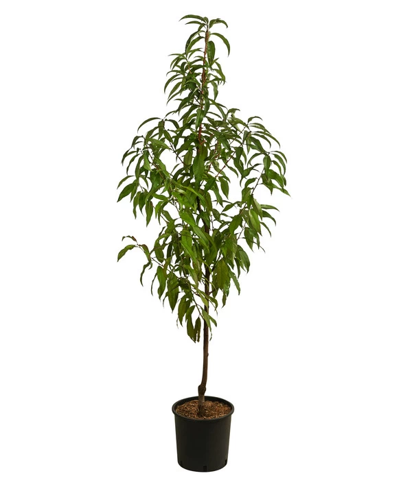 Pfirsich 'Suncrest' 2 Pfirsich 'Suncrest' – Bild 2