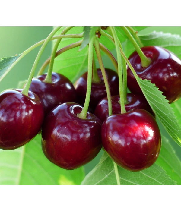 Süßkirsche 'Tamara' 1 Süßkirsche 'Tamara'