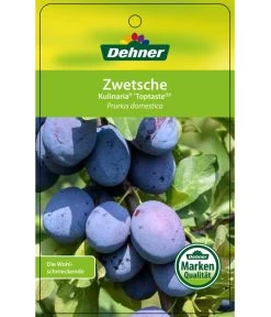 Zwetschge 'Kulinaria-Toptaste' 6 Zwetschge 'Kulinaria-Toptaste' -Gartenpflanzen Verkauf 7763881 ZwetscheKulinariaToptaste Etikett 1