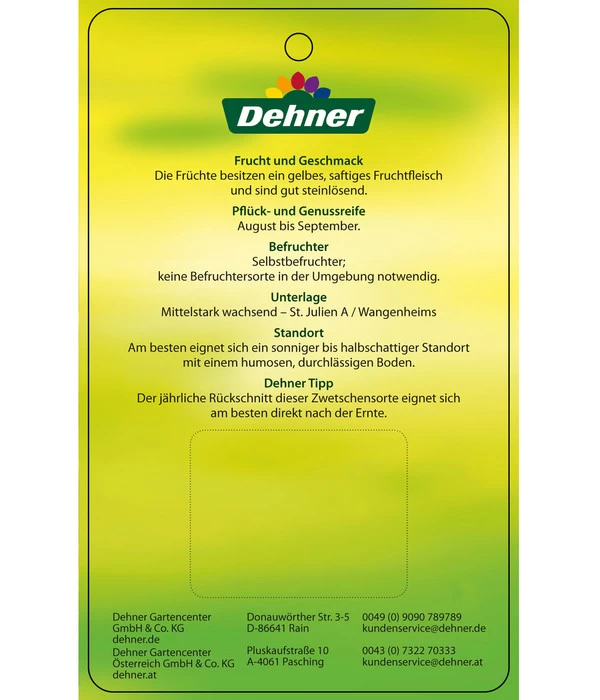 Zwetschge 'Kulinaria-Toptaste' 4 Zwetschge 'Kulinaria-Toptaste' – Bild 4