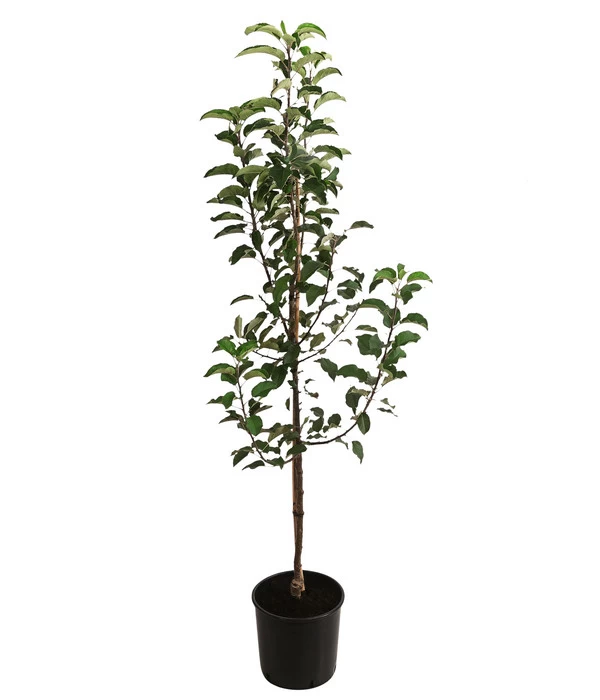 Apfel-Duo 'Topaz/Pinova' 2 Apfel-Duo 'Topaz/Pinova' – Bild 2