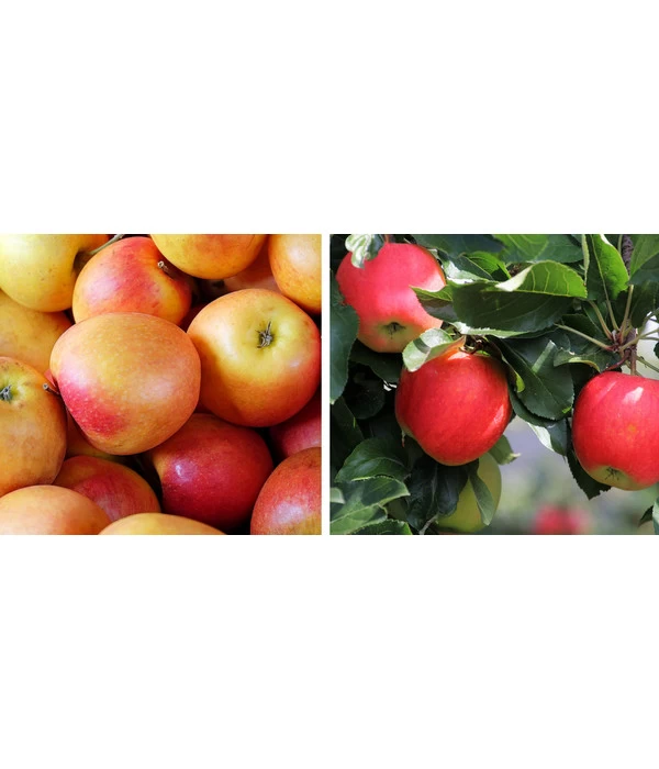 Apfel-Duo 'Topaz/Pinova' 1 Apfel-Duo 'Topaz/Pinova'