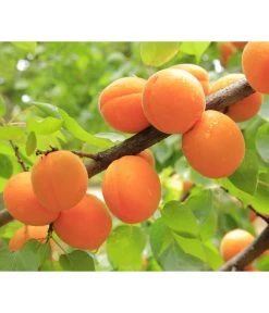 Aprikose 'Ungarische Beste' 5 Aprikose 'Ungarische Beste' -Gartenpflanzen Verkauf 7769680 PR DE 001 PrunusAprikoseUngarischeBestePixabay