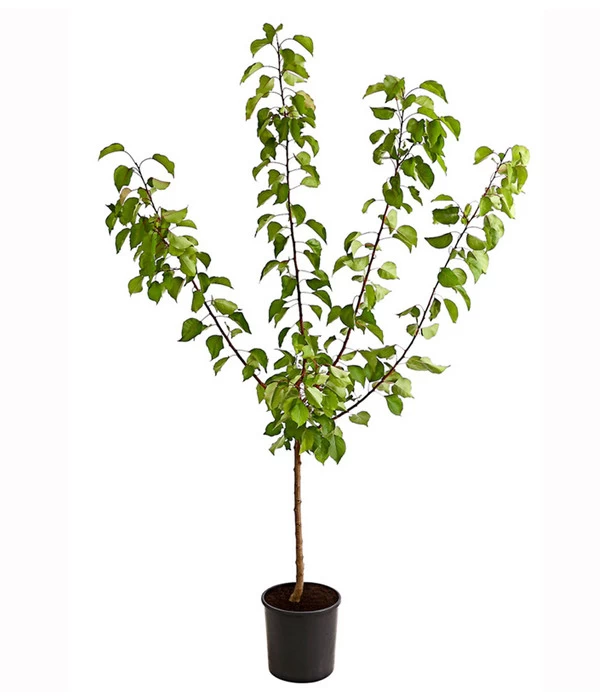 Aprikose 'Ungarische Beste' 2 Aprikose 'Ungarische Beste' – Bild 2