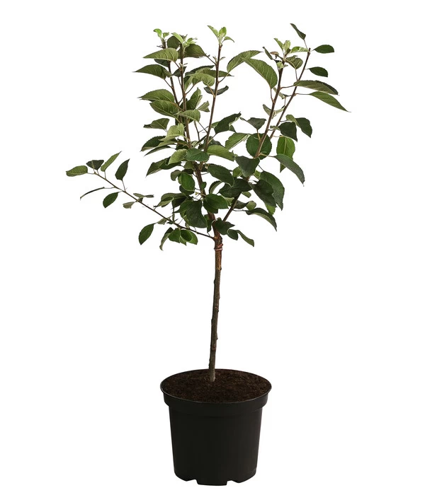 Apfel 'Vampira' 2 Apfel 'Vampira' – Bild 2