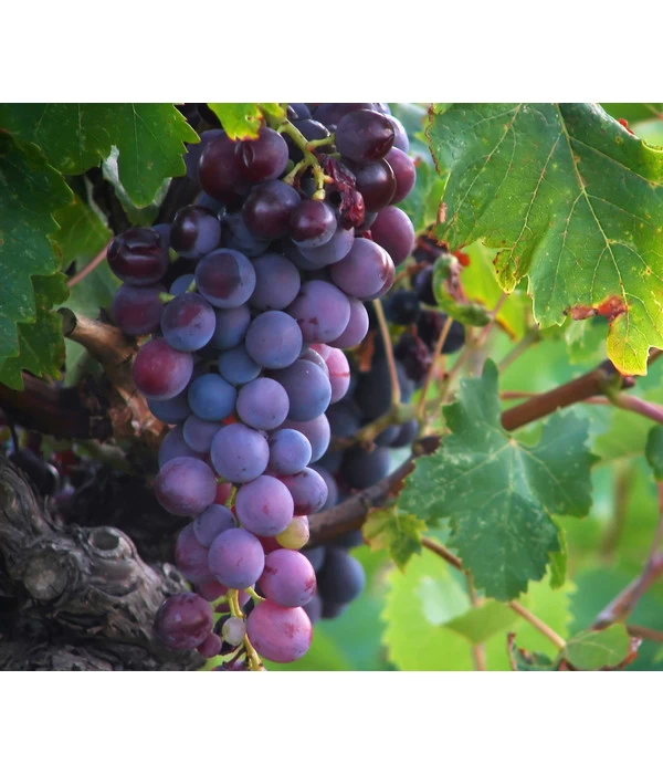 Tafeltraube 'Georg' 1 Tafeltraube 'Georg'