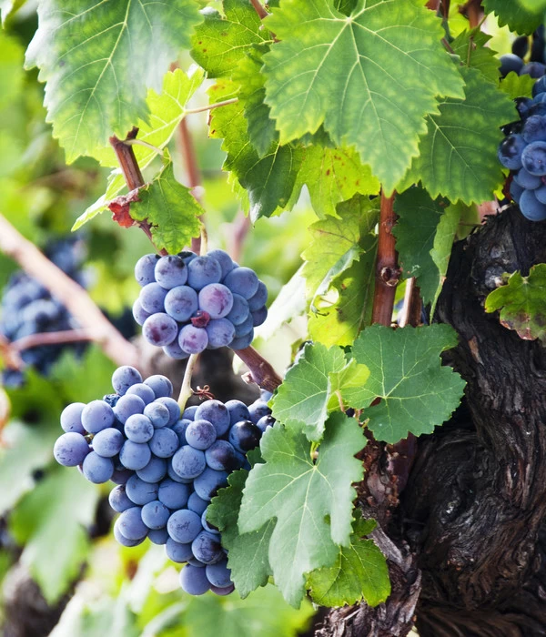 XXL Weinrebenstamm, Ca. 200-220 Cm, Verschiedene Sorten 3 XXL Weinrebenstamm, Ca. 200-220 Cm, Verschiedene Sorten – Bild 3