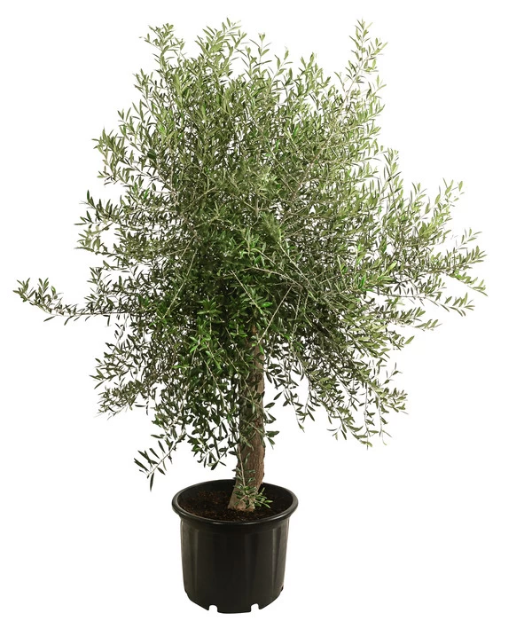 XXL Olivenbaum, Ca. 160-180 Cm 1 XXL Olivenbaum, Ca. 160-180 Cm