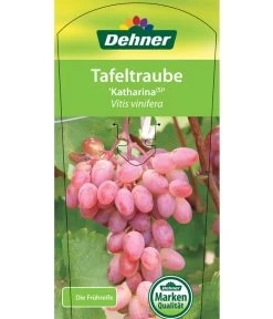 Tafeltraube 'Katharina' -Gartenpflanzen Verkauf 7773716 TafeltraubeKatharina Etikett 1