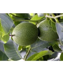 Moselaner Walnuss Klon 120 -Gartenpflanzen Verkauf 7776800 WE DE GeisenheimerWalnussKlon120Pixabay