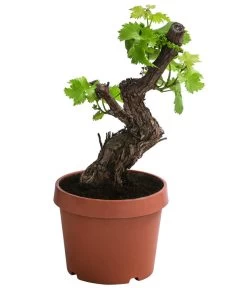 Weinrebe, Bonsai