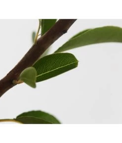 Sommerbirne 'Williams Christ' -Gartenpflanzen Verkauf 7780539 WE DE 001 BirneWilliamChristBuschPyrus