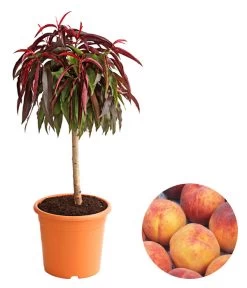 Zwergpfirsich, Rotlaubig