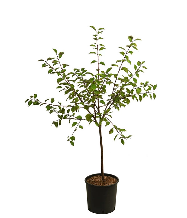 Zwetsche, Einjährige Veredelung 1 Zwetsche, Einjährige Veredelung