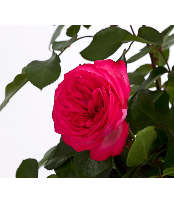 Kletterrosen, Verschiedene Sorten 4 Kletterrosen, Verschiedene Sorten – Bild 4