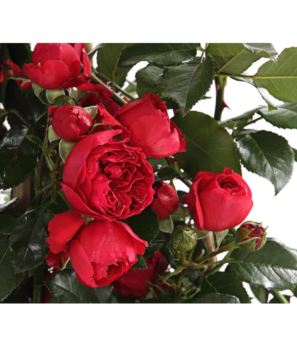 Kletterrosen, Verschiedene Sorten 5 Kletterrosen, Verschiedene Sorten – Bild 5